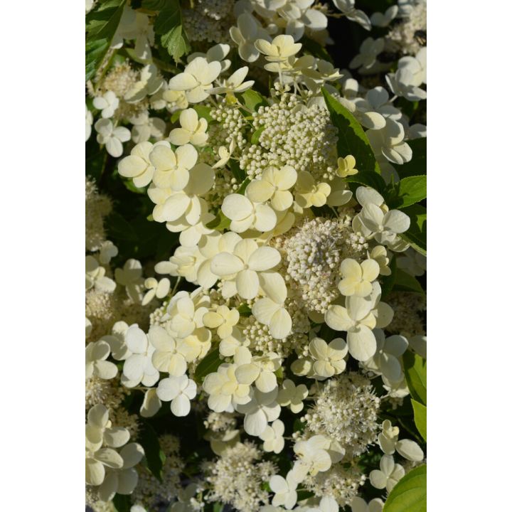 Syyshortensia Hydrangea Paniculata Prim White