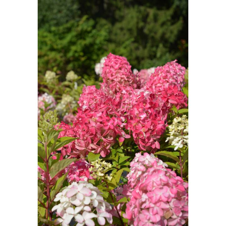 Syyshortensia Hydrangea Paniculata Quick Fire Fab