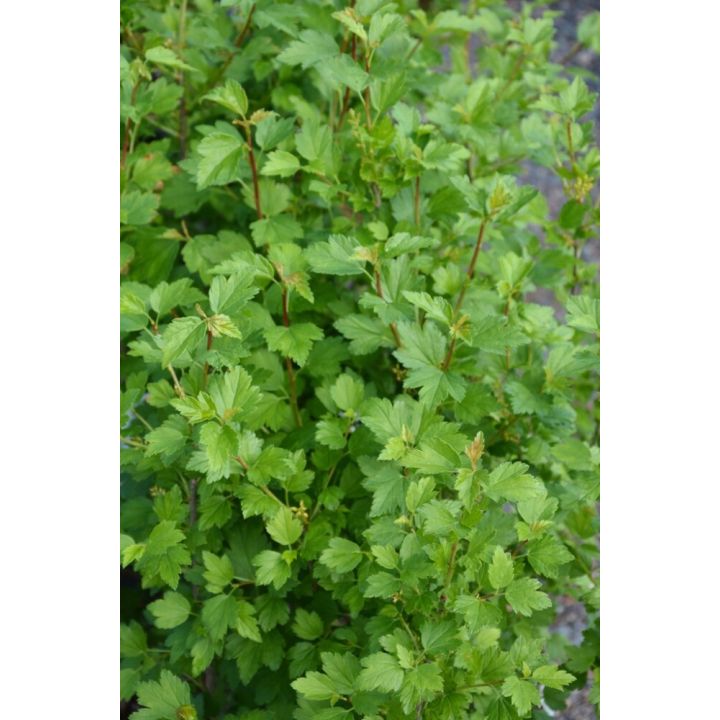 Taikinamarja Ribes Alpinum