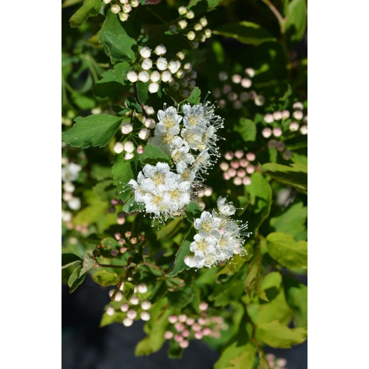 Idänvirpiangervo Spiraea Chamaedryfolia