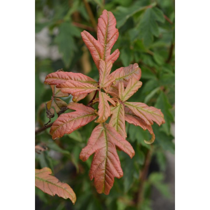 Kuparivaahtera Acer Griseum