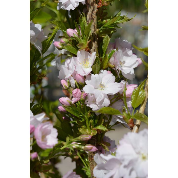 Japaninkirsikka Prunus Serrulata Amanogawa