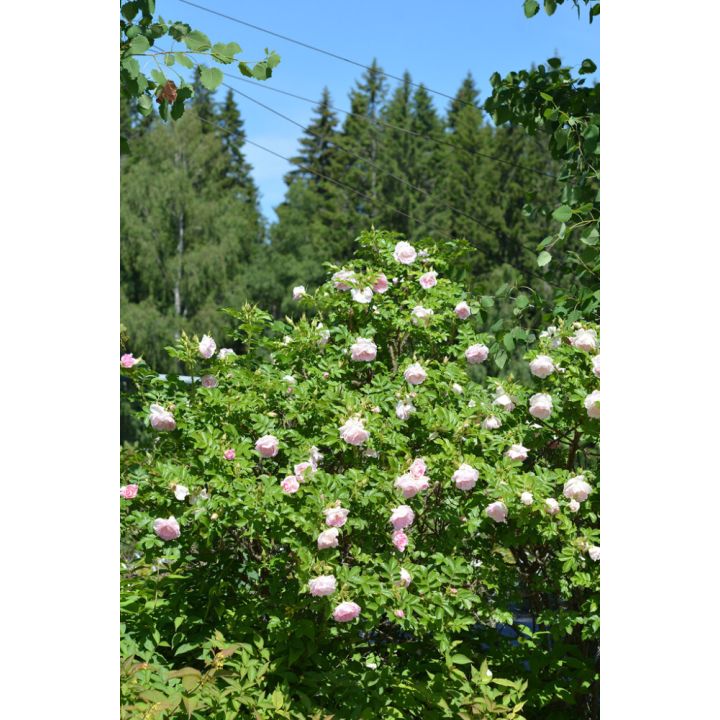 Tarhakurtturuusu Rosa Ritausma