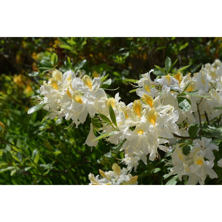 Puistoatsalea Rhododendron Illusia