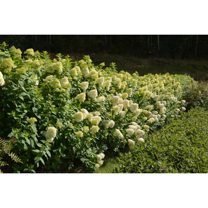 Syyshortensia Hydrangea Paniculata Limelight 