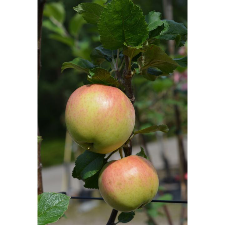 Omena Malus Domestica Suislepp