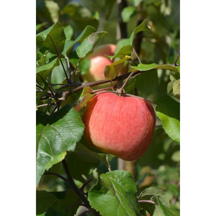 Omena Malus Domestica Suometar