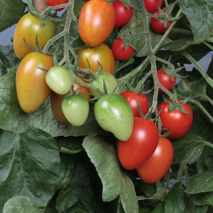 Tomaatti Corabell P11