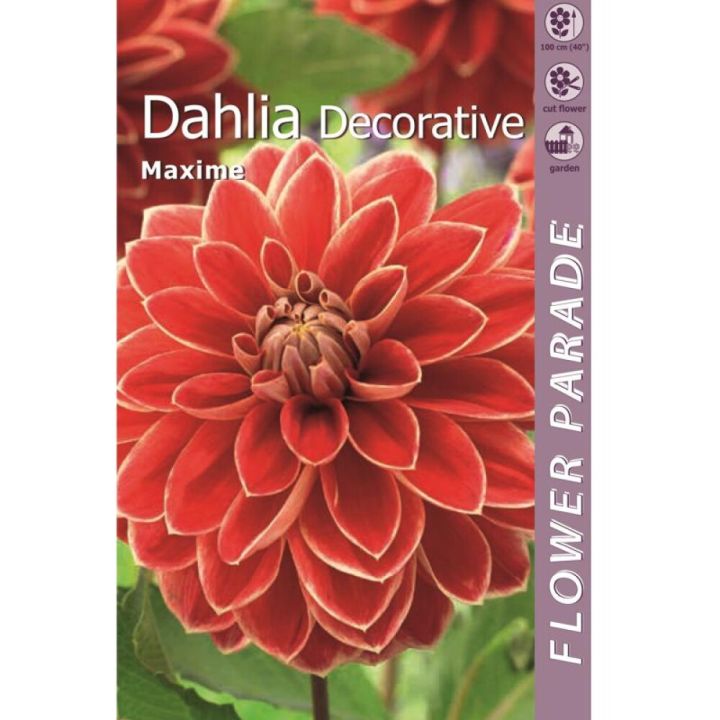 Kevätkukkasipuli Kapiteyn Dahlia Decorative Red-Yellow 1 kpl