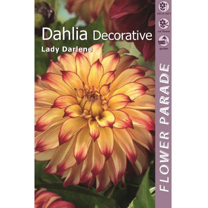 Kevätkukkasipuli Kapiteyn Dahlia Decorative Yellow-Red 1 kpl