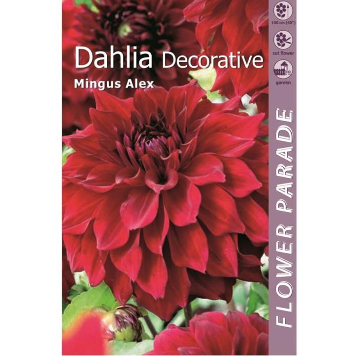 Kevätkukkasipuli Kapiteyn Dahlia Decorative Red 1 kpl