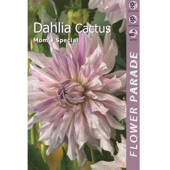 Kevätkukkasipuli Kapiteyn Dahlia Cactus Almost White 1 kpl