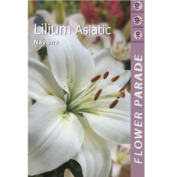 Kevätkukkasipuli Kapiteyn Lilja Navona White 1 kpl