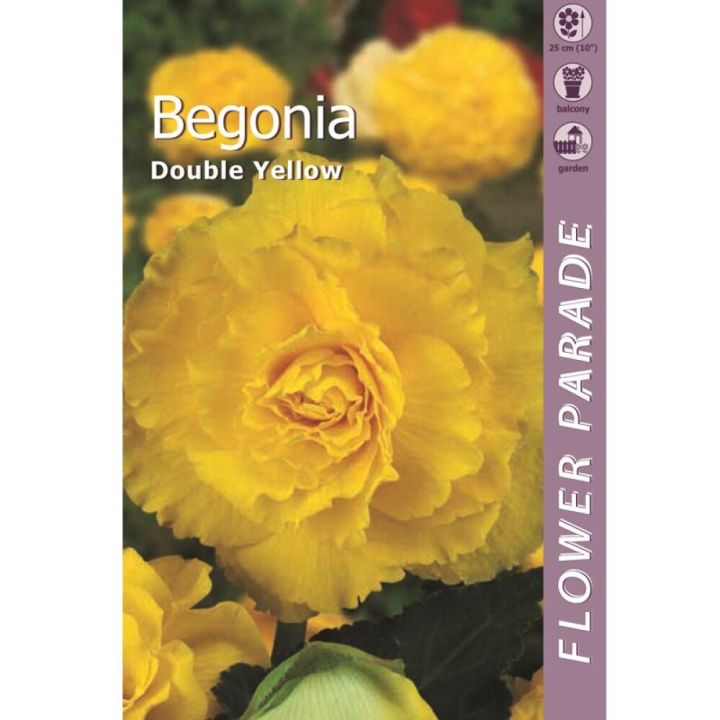 Kevätkukkasipuli Kapiteyn Begonia Double Yellow 1 kpl