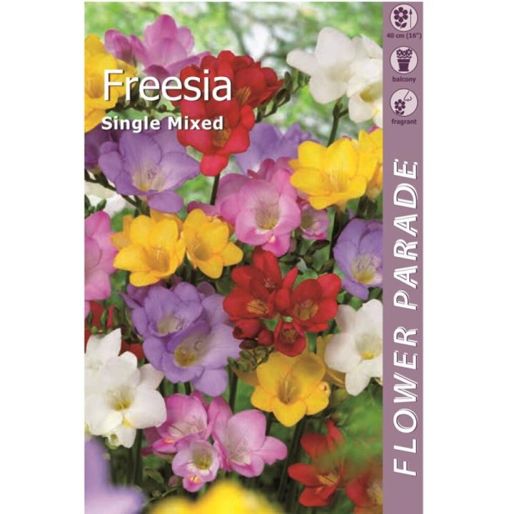 Kevätkukkasipuli Kapiteyn Freesia Single Mix 7 kpl