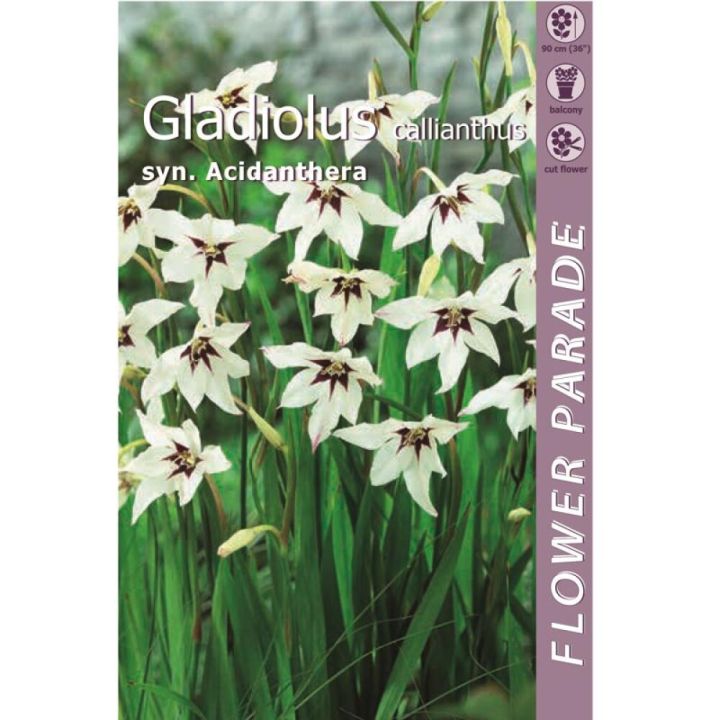 Kevätkukkasipuli Kapiteyn Miekkalilja Gladiolus Callianthus 7 kpl