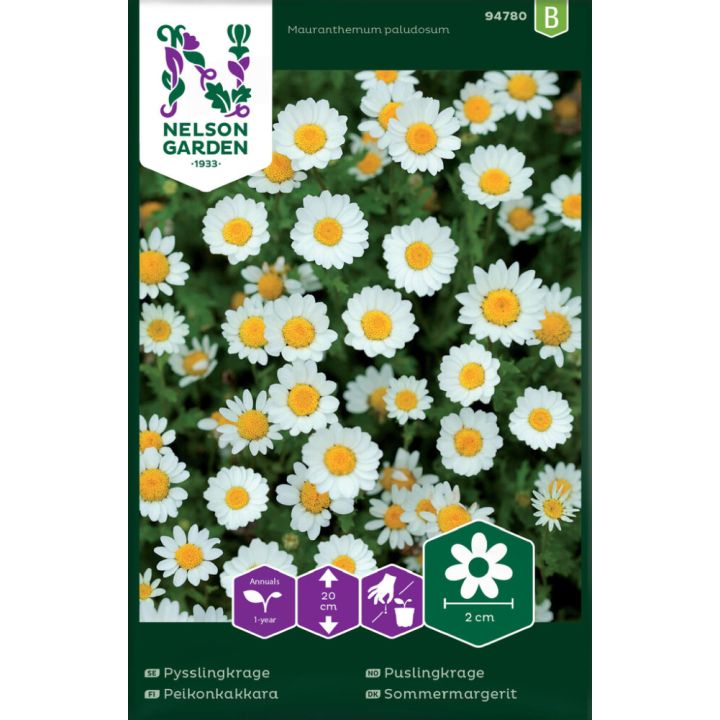 Peikonkakkara Mauranthemum paludosum