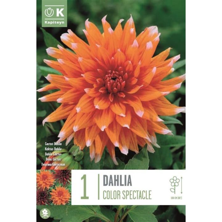 Syyskukkasipuli Kapiteyn Dahlia Color Spectacle 1 kpl