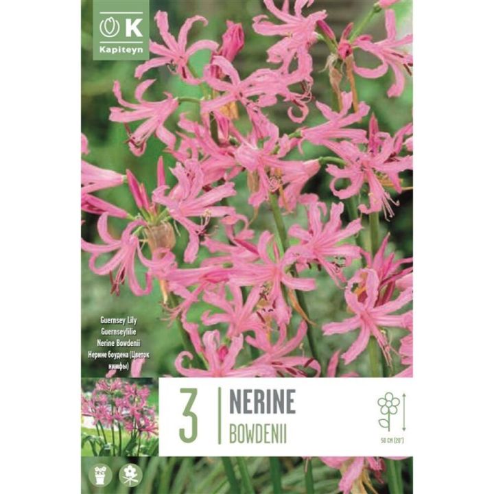 Syyskukkasipuli Kapiteyn Ruusunneidikki Nerine Bowdenii 3 kpl