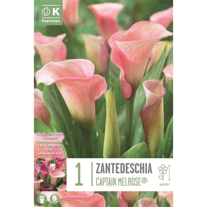 Kevätkukkasipuli Kalla Zantedeschia Captain Melrose 1 kpl