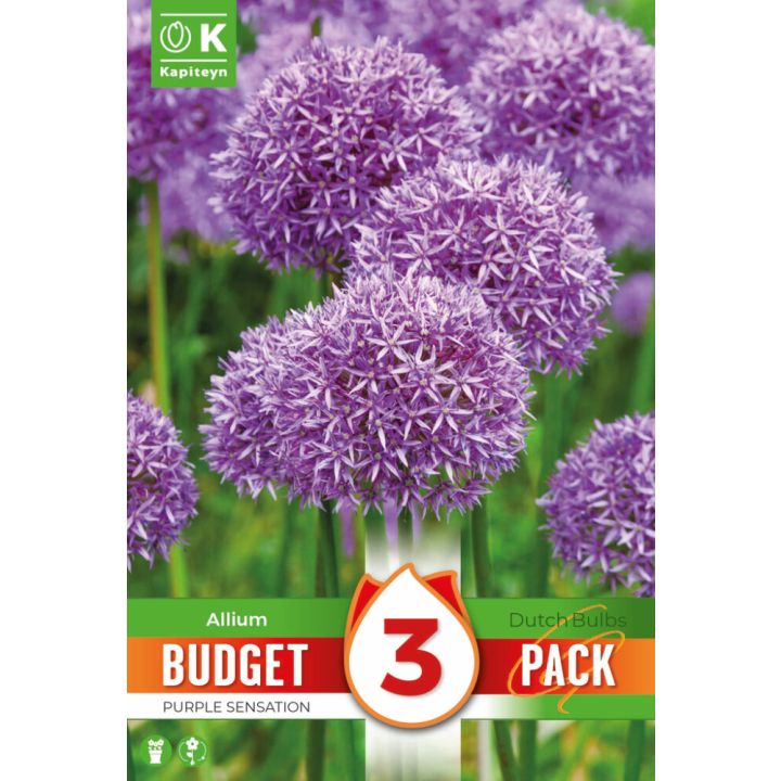Syyskukkasipuli Kapiteyn Laukka Purple Sensation 3 kpl