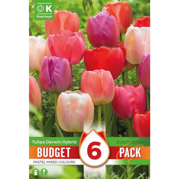 Syyskukkasipuli Kapiteyn Tulppaani Darwin Hybrid Mix 6 kpl