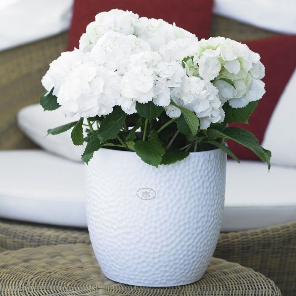 Suojaruukku Boston mattavalkoinen 16 cm