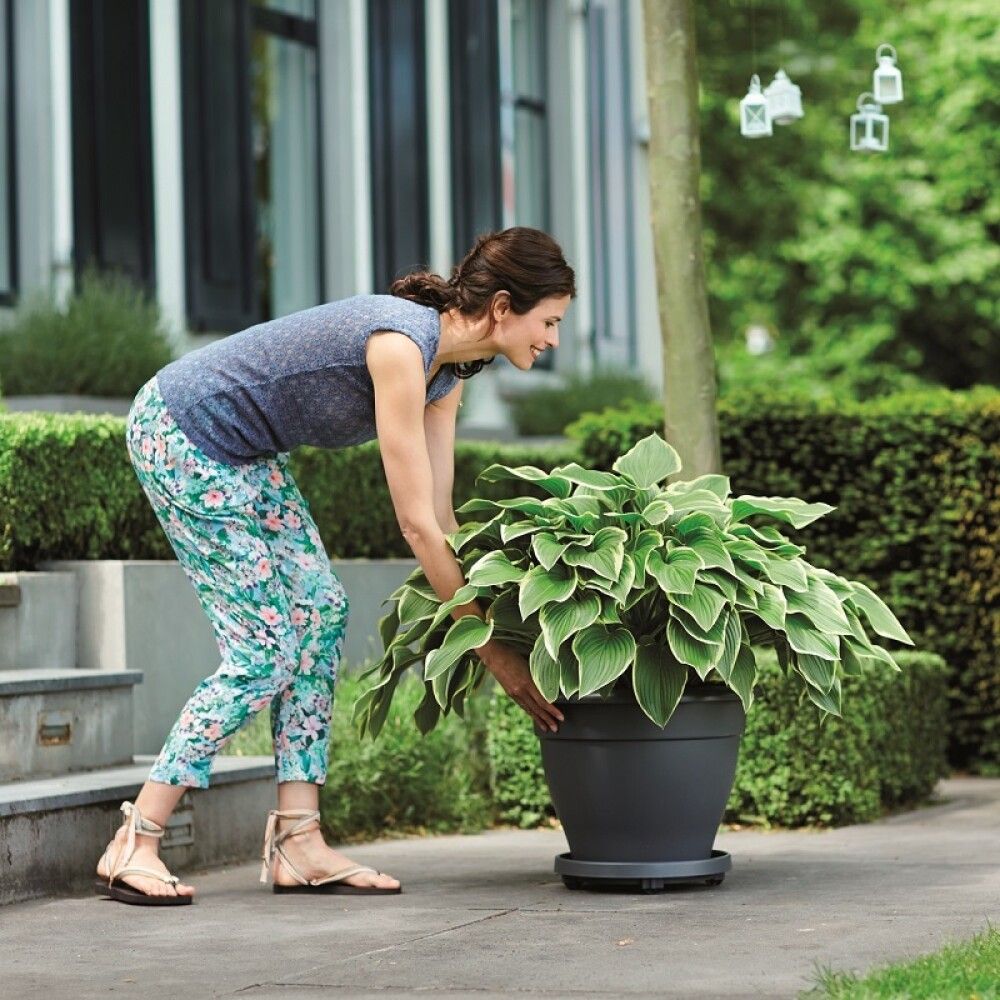 Rulla-alusta Elho Universal antrasiitti 35 cm