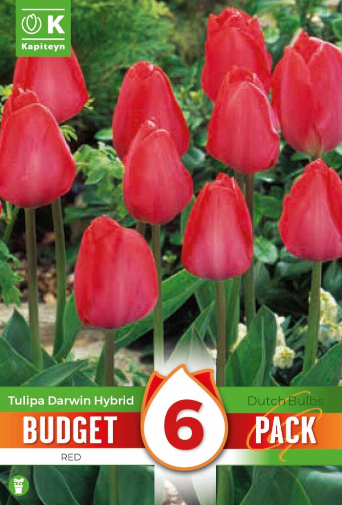 Syyskukkasipuli Kapiteyn Tulppaani Darwin Hybrid Red 6 kpl