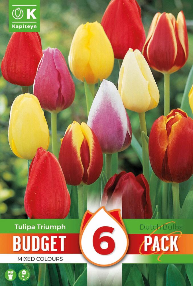 Syyskukkasipuli Kapiteyn Tulppaani Triumph Mix 6 kpl