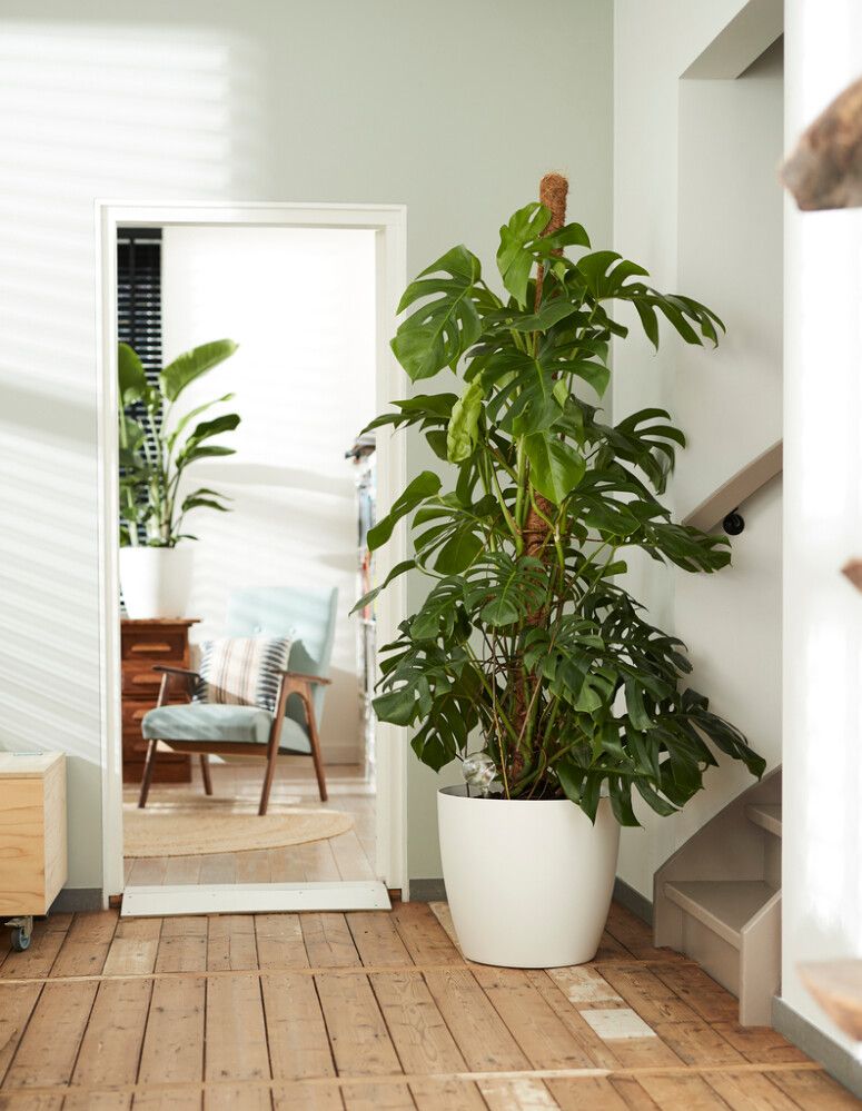 Suojaruukku Elho Brussels Wheels valkoinen 47 cm