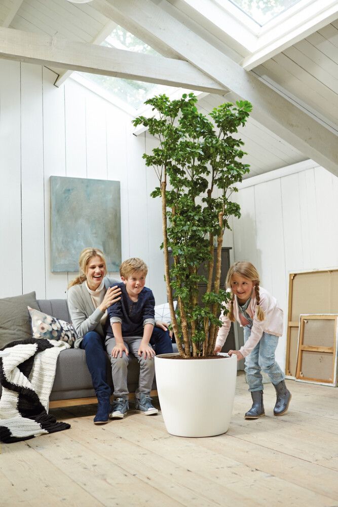 Suojaruukku Elho Brussels Wheels valkoinen 47 cm