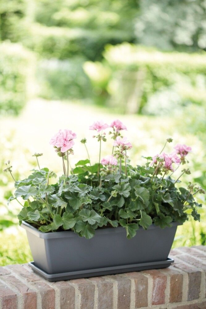 Parvekelaatikko Barcelona 50 cm antrasiitti