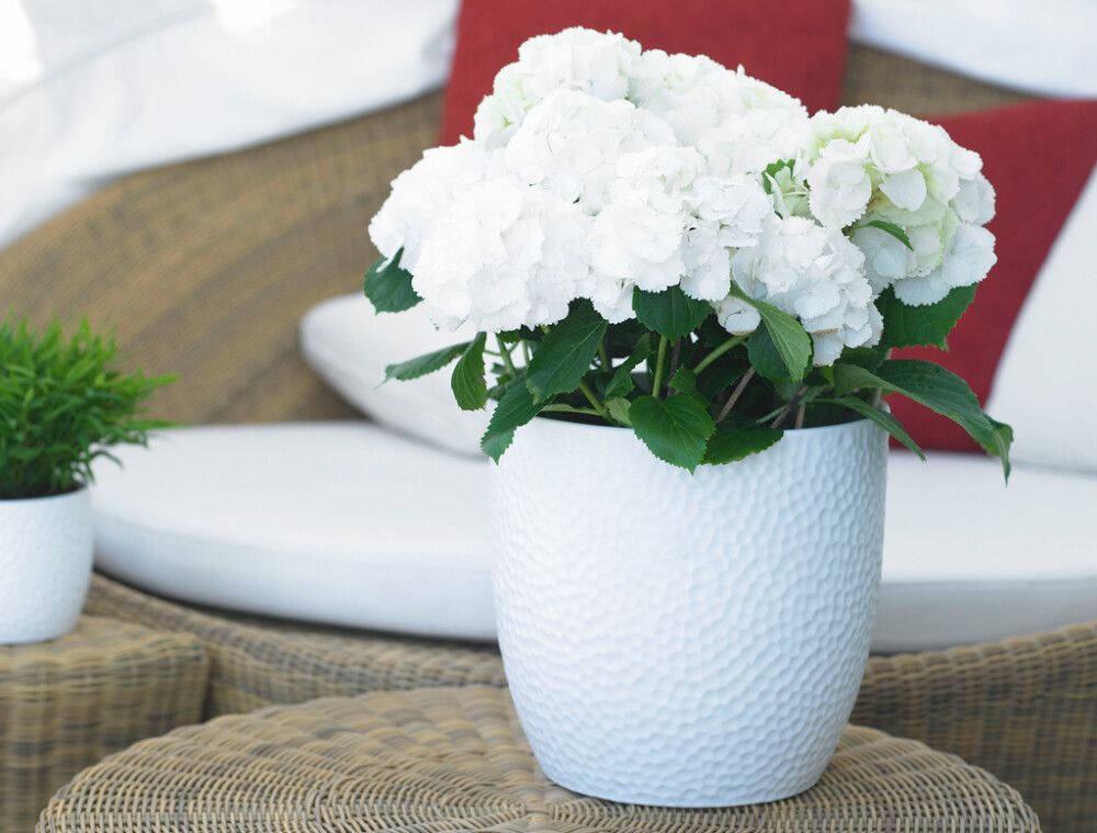 Suojaruukku Boston mattavalkoinen 24 cm