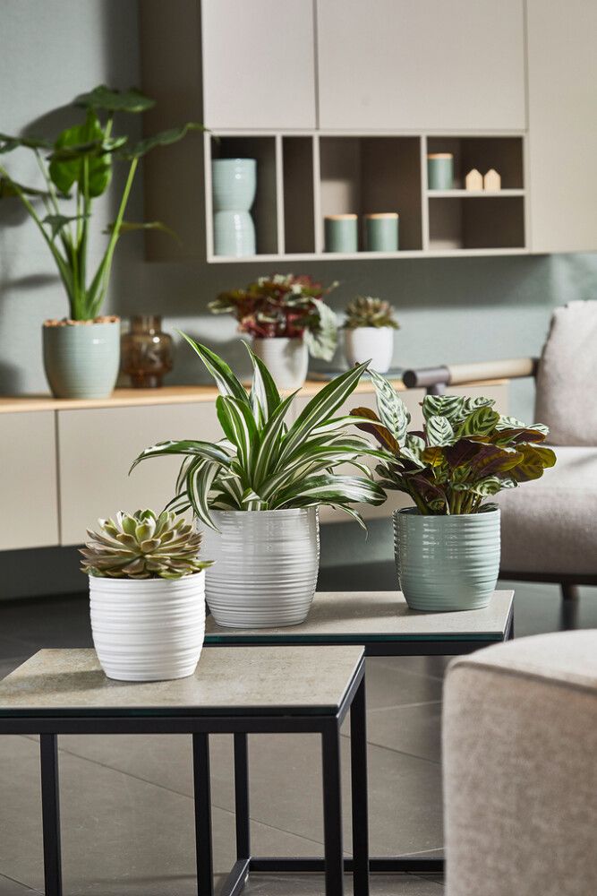 Suojaruukku Soendgen Bergamo valkoinen 14 cm