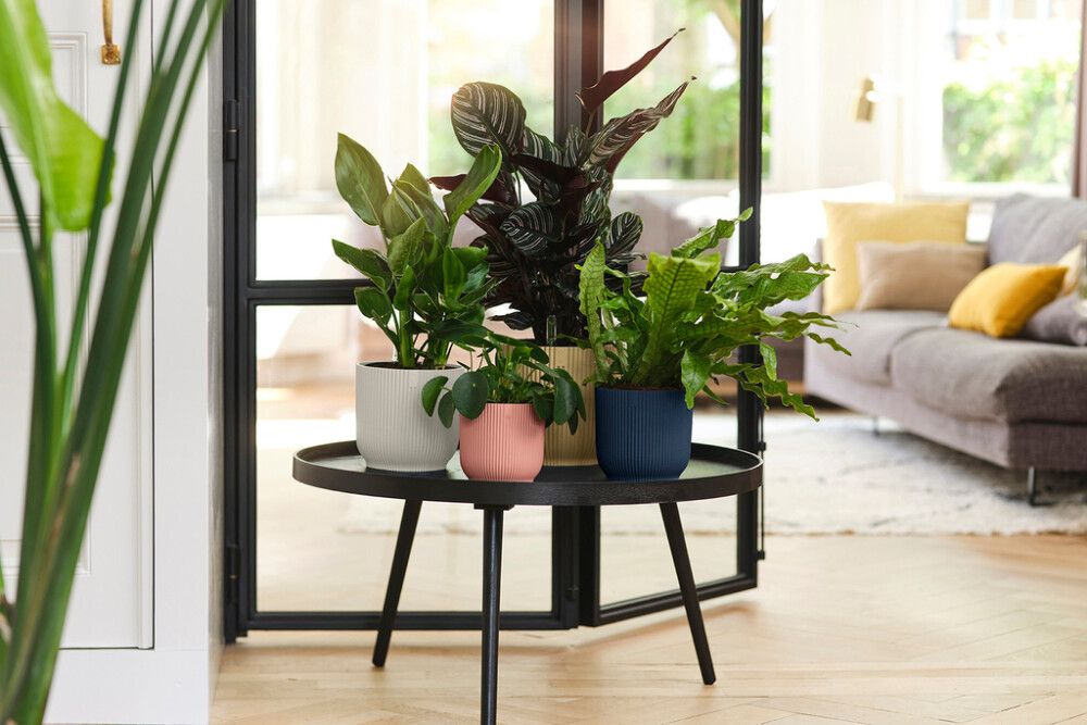 Suojaruukku Elho Vibes Fold 22 cm vaaleanpunainen