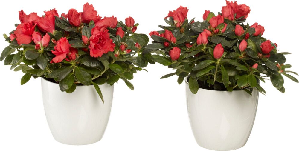 Suojaruukku Basel kiiltävä valkoinen 13 cm