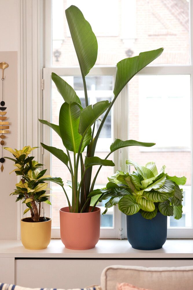 Suojaruukku Elho Vibes Fold 11 cm pinkki