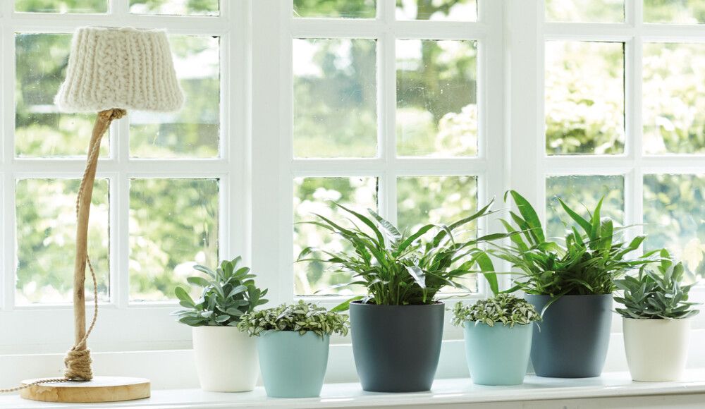 Suojaruukku Elho Brussels antrasiitti 25 cm