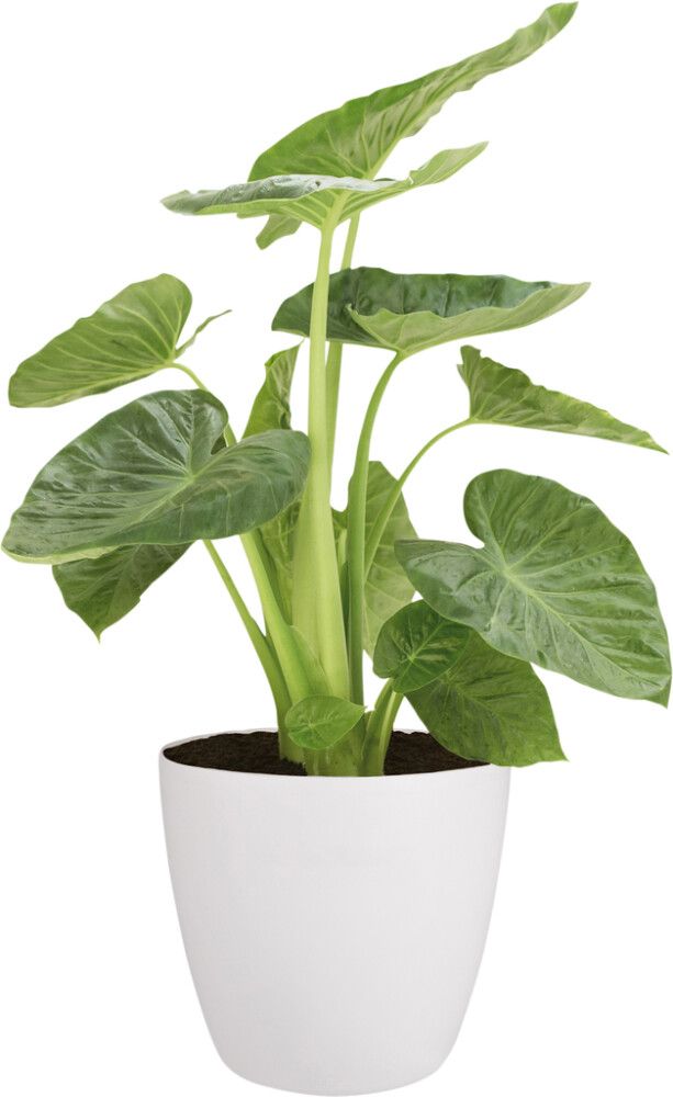 Suojaruukku Elho Brussels Wheels valkoinen 40 cm