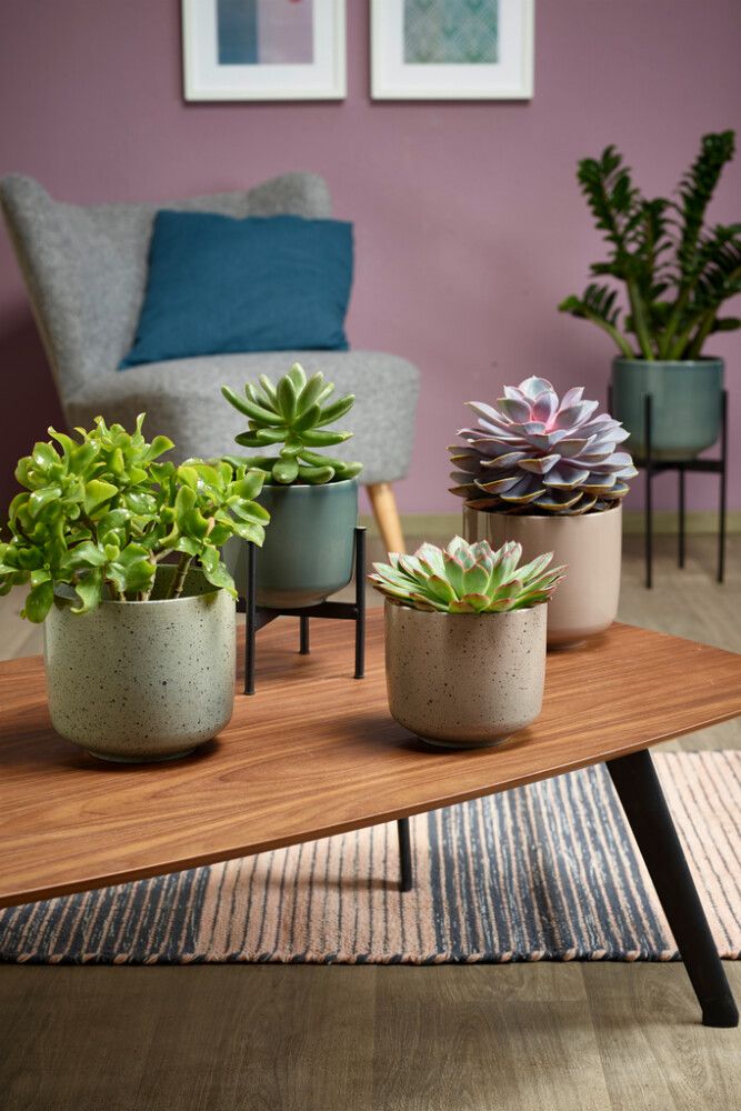 Suojaruukku Bari vihreänharmaa 19 cm