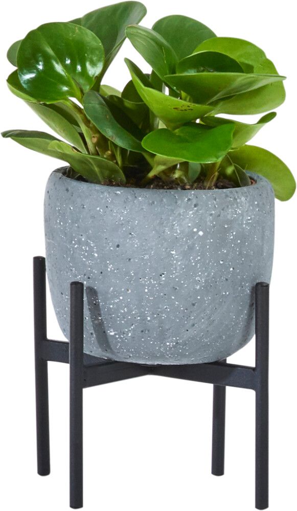 Ruukkuteline antrasiitti 17 x 14 cm