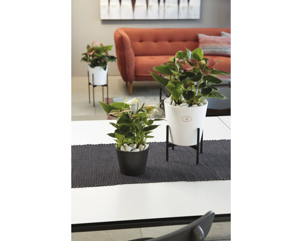 Ruukkuteline antrasiitti 17 x 14 cm