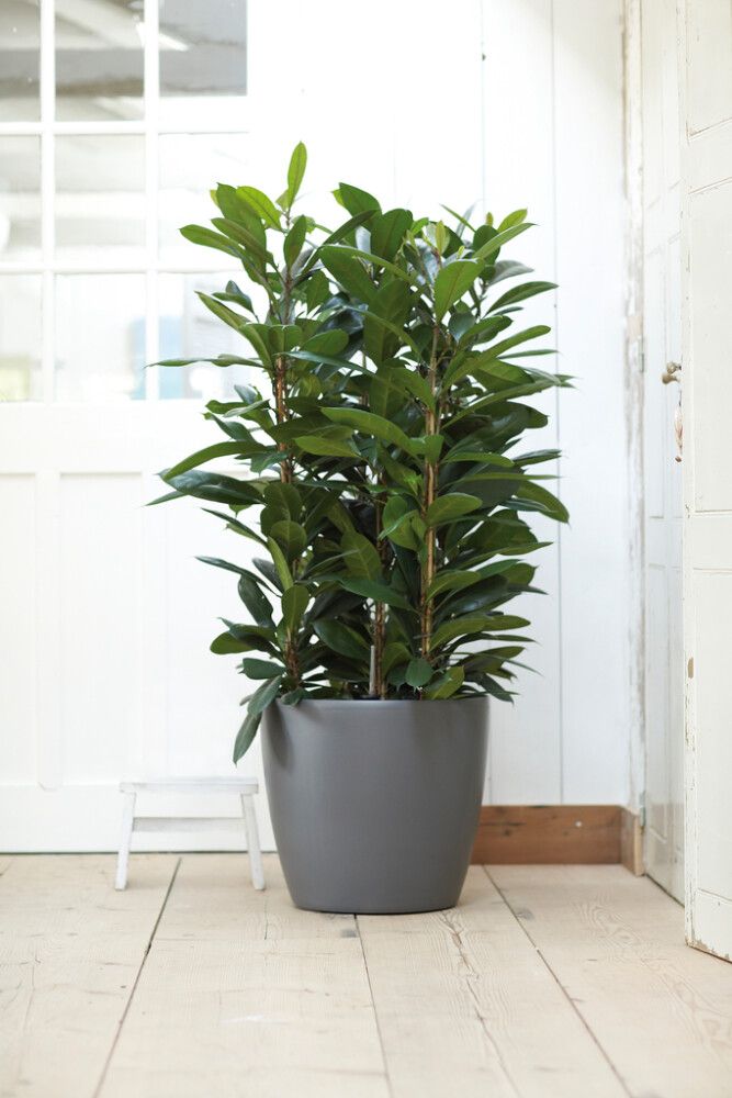 Suojaruukku Elho Brussels Wheels antrasiitti 47 cm