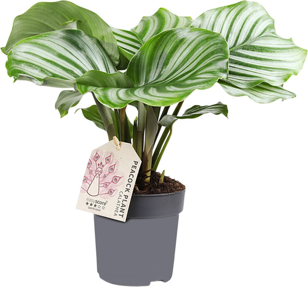 Maija Calathea Orbifolia P11