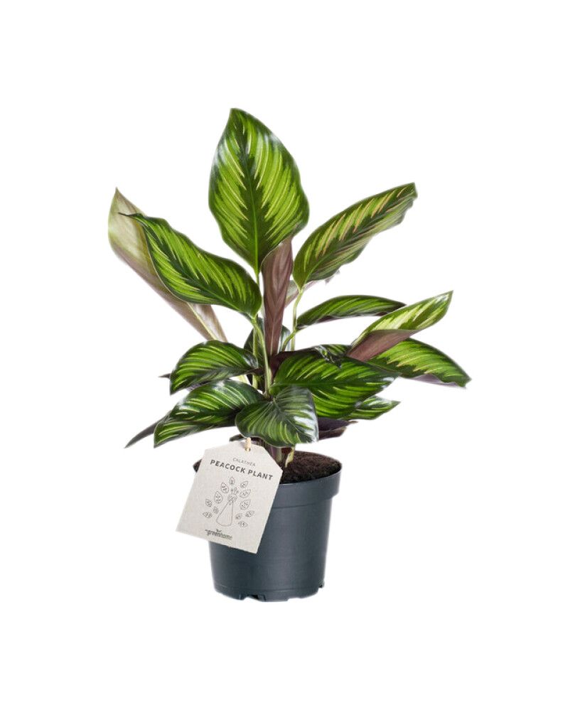 Maija Calathea Beauty Star P11