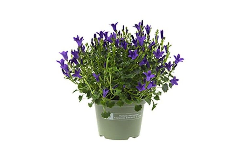 Muurikello Campanula portenschlagiana violetti Ø 10,5 cm