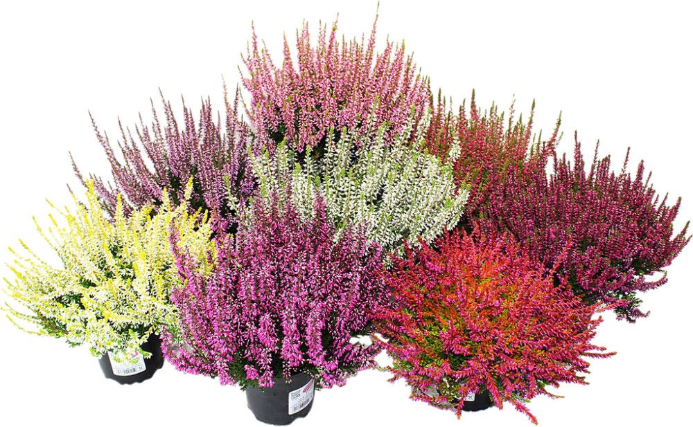 Kanerva Calluna Vulgaris Beauty Ladies Mix P10