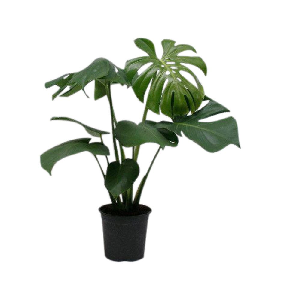 Peikonlehti Monstera Deliciosa P21
