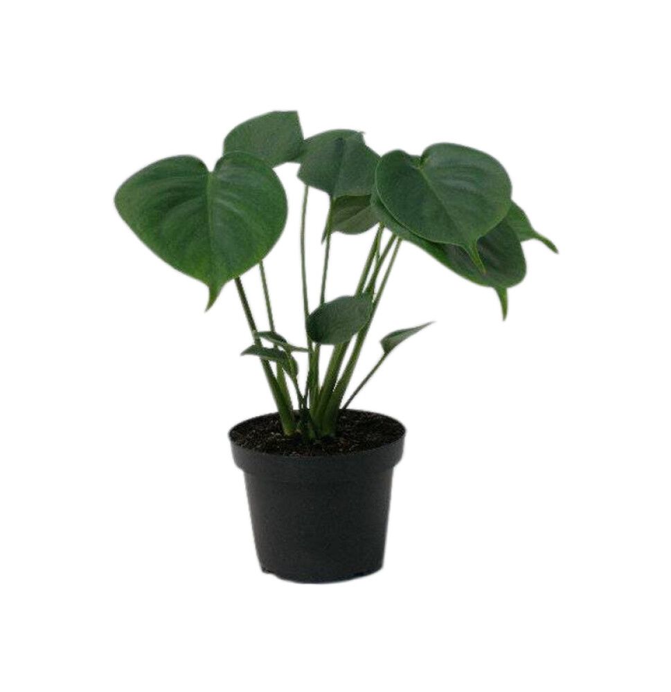Peikonlehti Monstera Deliciosa Ø 13 cm
